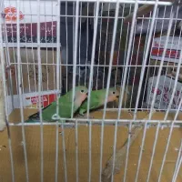 دوعدد طوطی کوتوله سبز و ابی دارم که نر و ماده هست