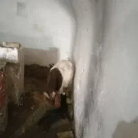 فروش بز زاییده و آبستن|حیوانات مزرعه|سبزوار, قصبه شرقی|دیوار