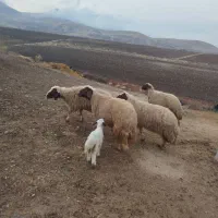 گوسفند میش آبستن|حیوانات مزرعه|کوزران, |دیوار