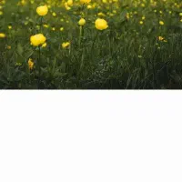 نیازمند وام