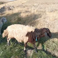 قوچ یا بران
