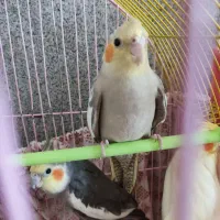 طوطی عروس هلندی اهلی