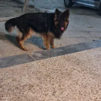 سگ ژرمن شولاین|سگ|شاهین‌شهر, حافظ شمالی|دیوار