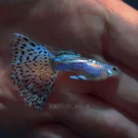 گوپی بلو گرس ویتنام