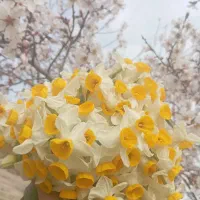 گل نرگس شهلادرجه یک|گل و گیاه طبیعی|شیراز, آزادگان|دیوار