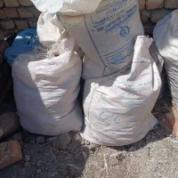 کودی کبوتر