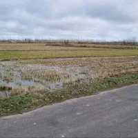 شالیزار-برنج-نزدیک-خیابان-آسفالت