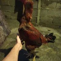 خروس لاری اصیل
