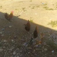 بوقلمون مرغ و خروس|حیوانات مزرعه|مشهد, طرق|دیوار