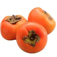 فروش انواع نهالهای خرمالو