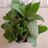 گل سنسوریا پا کوتاه