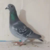 پلنگ. طوقی. ابلق،سار|پرنده|مشهد, آیت الله کاشانی|دیوار