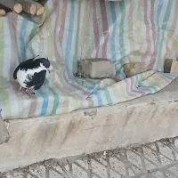 خشرنگ|پرنده|محمدیه-قزوین, |دیوار