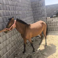 اسب مادیون