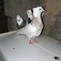 طوقی