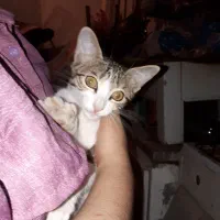 بچه گربه.عکس تزئینی