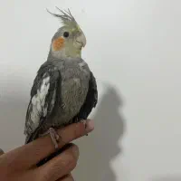 جوجه عروس هلندی|پرنده|پردیس, فاز ۸|دیوار