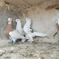 کبوتر پشت سرور کاکل پاپر عروسک طوقی بهبهانی خوشکل|پرنده|شیراز, شریف‌آباد|دیوار