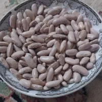 لوبیا سفید کشاورزی