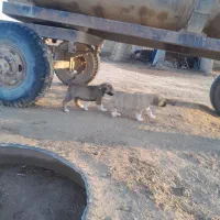 توله سرابی اصیل|سگ|آزادشهر, |دیوار