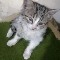 واگذاری گربه