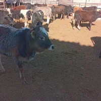 گوساله نرگیلک  گیلدورگ حدود۱۰۵کیو