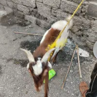 دوعدتت نری بزرگ۱۸۵۰۰ویکی نسبت کوچک۷۵۰۰|حیوانات مزرعه|میناب, |دیوار