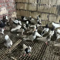 کبوتر|پرنده|زاهدان, |دیوار