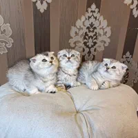 گربه های نقره ای (سیلور فنجونی )