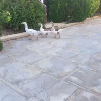 فروش سه عدد غازمحلی نرو ماده|پرنده|طسوج, |دیوار