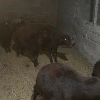 پنج عدد میش داشتی