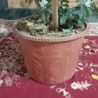 گل شفلرا|گل و گیاه طبیعی|خانمیرزا, |دیوار