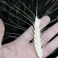 بذر گندم رقم پیشگام