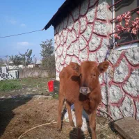 لیشه چالوسی ۷ماهه    گاو ورزا|حیوانات مزرعه|رشت, شهرک صبا|دیوار