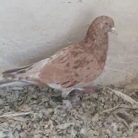 سه تا پرنده تک خال|پرنده|دشتابی, |دیوار