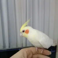 قابل توجه زیبا پسندان دو نر بسیار زیبا|پرنده|تهران, منیریه|دیوار