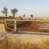 فروش گاوداری شیری۲هکتار پروانه۱۵۰راس چاه آب صفادشت|فروش دفتر صنعتی، کشاورزی، تجاری|صفادشت, |دیوار