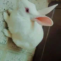 خرگوش