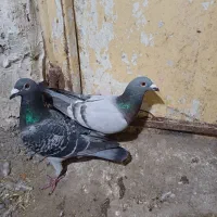 کبوتر پلاکی|پرنده|ویلکیج, |دیوار