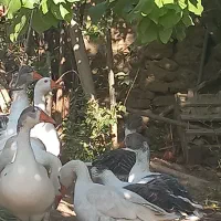 غاز|حیوانات مزرعه|شاهرود, |دیوار