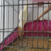 عروس هلندی|پرنده|چمران, |دیوار