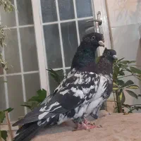دوجفت کبوتر سینه زرد و کله دم سیاه|پرنده|کاشان, لتحر|دیوار