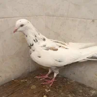 کبوتر پرشی|پرنده|برخوار, |دیوار