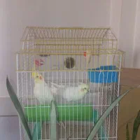 عروس هلندی لوتینو جفت دونسته