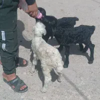 سه بره شیری دو نر یک ماده نژاد افشاری سالم سالم