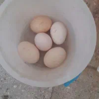 تخم مرغ گلین نطفه دار