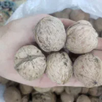 گردوی فیروزکوه درشت