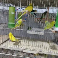 فروش مرغ عشق عمده