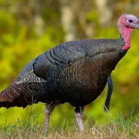 بوقلمون نر و ماده چاق