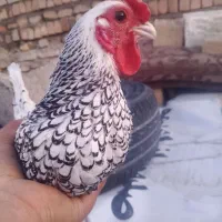مرغ و خروس سیبرایت و محلی